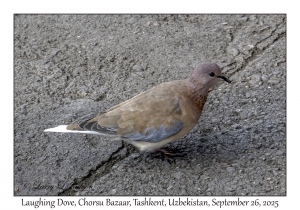 Laughing Dove