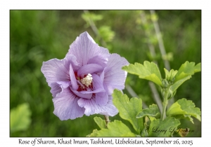 Rose of Sharon
