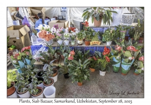 2025-09-28#5432 Plants, Siab Bazaar, Samarkand, Uzbekistan