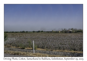 2025-09-29#2439 Driving Photo, Cotton, Samarkand to Bukhara, Uzbekistan