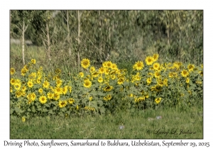 2025-09-29#2441 Driving Photo, Sunflowers, Samarkand to Bukhara, Uzbekistan