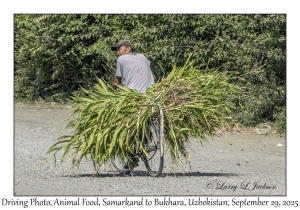 2025-09-29#2477 Driving Photo, Animal Food, Samarkand to Bukhara, Uzbekistan