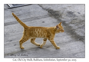 2025-09-30#2696 Cat, Old City Walk, Bukhara, Uzbekistan