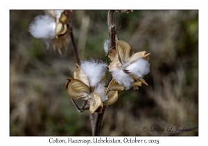 2025-10-01#2923 Cotton, Hazerasp, Uzbekistan