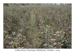 2025-10-01#2935 Cotton Rows, Hazerasp, Uzbekistan
