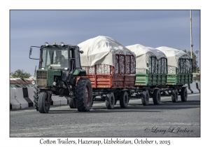2025-10-01#2967 Cotton Trailers, Hazerasp, Uzbekistan