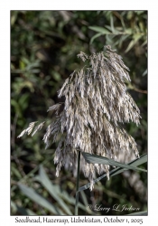 2025-10-01#2971 Seedhead, Hazerasp, Uzbekistan
