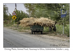 2025-10-01#2993 Driving Photo, Animal Food, Hazerasp to Khiva, Uzbekistan