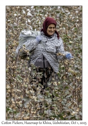 2025-10-01#3015 Cotton Pickers, Hazerasp to Khiva, Uzbekistan