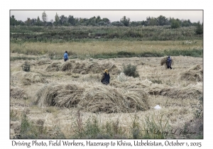 2025-10-01#3041 Driving Photo, Field Workers, Hazerasp to Khiva, Uzbekistan