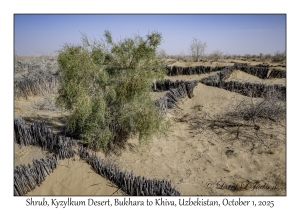 2025-10-01#5727 Shrub, Kyzylkum Desert, Bukhara to Khiva, Uzbekistan