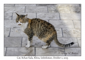 2025-10-02#3070 Cat, Itchan Kala, Khiva, Uzbekistan