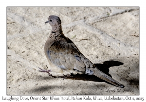 2025-10-02#3151 Dove, Orient Star Khiva Hotel- Madrasah Muhammad Aminkhan, Itchan Kala, Khiva, Uzbekistan