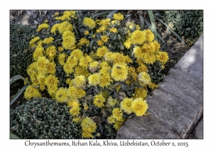 2025-10-02#3157 Chrysanthemum, Itchan Kala, Khiva, Uzbekistan