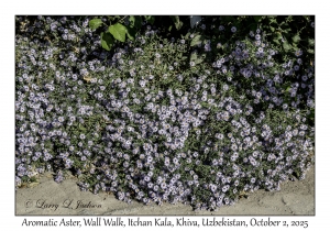 2025-10-02#3234 Symphyotrichum oblongifolium - Aromatic Aster, Wall Walk, Itchan Kala, Khiva, Uzbekistan