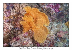 Sea Fan