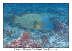 Humphead Wrasses