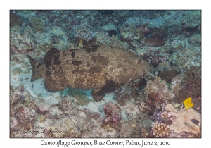 Camouflage Grouper