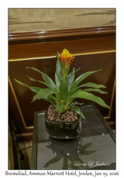 2026-01-19#0902 Bromeliad, Amman Marriott Hotel, Jordan