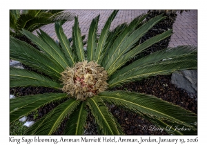 2026-01-19#3417 Cycas revoluta - King Sago blooming, Amman Marriott Hotel, Amman, Jordan