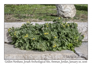 2026-01-20#3479 Hyoscyamus aureus - Golden Henbane, Jerash Archeological Site, Amman, Jordan