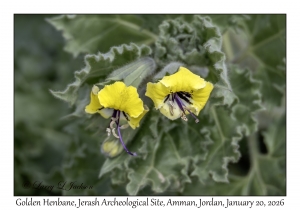 2026-01-20#3482 Hyoscyamus aureus - Golden Henbane, Jerash Archeological Site, Amman, Jordan