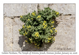 2026-01-20#3516 Hyoscyamus aureus - Golden Henbane, The Temple of Artemis, Jerash Archeological Site, Amman, Jordan