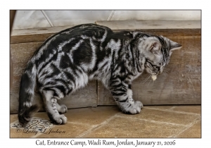 2026-01-21#3627 Cat, Entrance Camp, Wadi Rum, Jordan