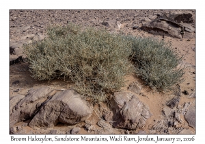 2026-01-21#3657 Plant, Sandstone Mountains, Wadi Rum, Jordan
