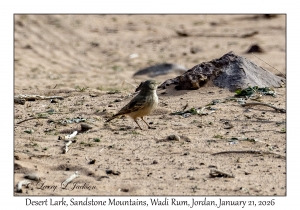 2026-01-21#3663 Ammomanes deserti - Desert Lark, Sandstone Mountains, Wadi Rum, Jordan