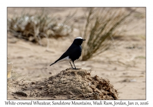 2026-01-21#3666 Oenanthe leucopyga - White-crowned Wheatear, Sandstone Mountains, Wadi Rum, Jordan