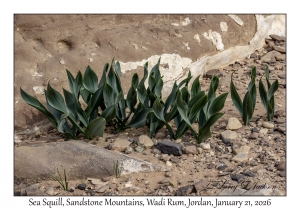 2026-01-21#3673 Drimia maritima - Sea Squill, Sandstone Mountains, Wadi Rum, Jordan