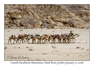 2026-01-21#3685 Camels, Sandstone Mountains, Wadi Rum, Jordan