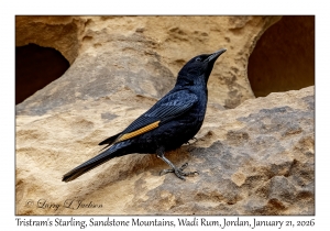 2026-01-21#3709 Onychognathus tristramii - Tristram's Starling, Sandstone Mountains, Wadi Rum, Jordan