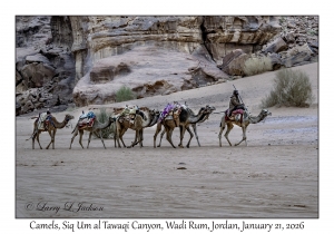 2026-01-21#3750 Camels, Siq Um al Tawaqi Canyon, Wadi Rum, Jordan