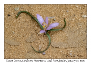 2026-01-22#3774 Colchicum crocus - Desert Crocus, Sandstone Mountains, Wadi Rum, Jordan