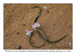 2026-01-22#3795 Colchicum crocus - Desert Crocus, Sandstone Mountains, Wadi Rum, Jordan