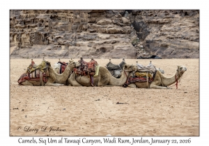 2026-01-22#3819 Camel, Siq Um al Tawaqi Canyon, Wadi Rum, Jordan