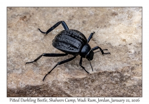 2026-01-22#3852 Adesmia cancellata - Pitted Darkling Beetle, Shaheen Camp, Wadi Rum, Jordan