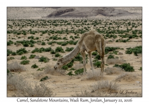 2026-01-22#3855 Camel, Sandstone Mountains, Wadi Rum, Jordan