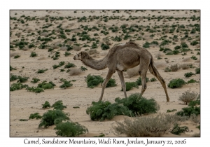 2026-01-22#3861 Camel, Sandstone Mountains, Wadi Rum, Jordan