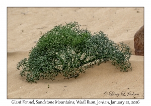 2026-01-22#3867 Plant, Sandstone Mountains, Wadi Rum, Jordan
