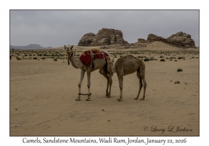 2026-01-22#3881 Camel, Sandstone Mountains, Wadi Rum, Jordan