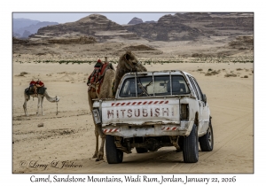 2026-01-22#3886 Camel, Sandstone Mountains, Wadi Rum, Jordan