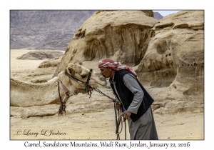2026-01-22#3921 Camel, Sandstone Mountains, Wadi Rum, Jordan