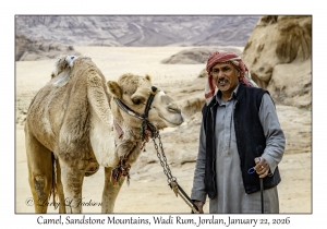2026-01-22#3925 Camel, Sandstone Mountains, Wadi Rum, Jordan