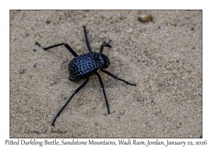 2026-01-22#3965 Adesmia cancellata - Pitted Darkling Beetle, Sandstone Mountains, Wadi Rum, Jordan