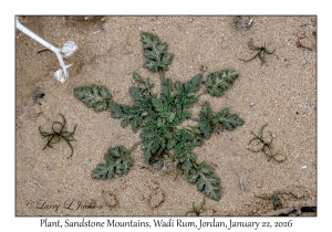 2026-01-22#3969 Plant, Sandstone Mountains, Wadi Rum, Jordan