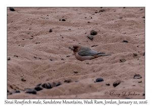 2026-01-22#3993 Carpodacus synoicus - Sinai Rosefinch male, Sandstone Mountains, Wadi Rum, Jordan