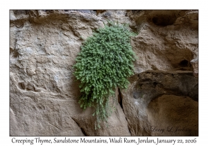 2026-01-22#5922 Thymus serpyllum - Creeping Thyme, Sandstone Mountains, Wadi Rum, Jordan